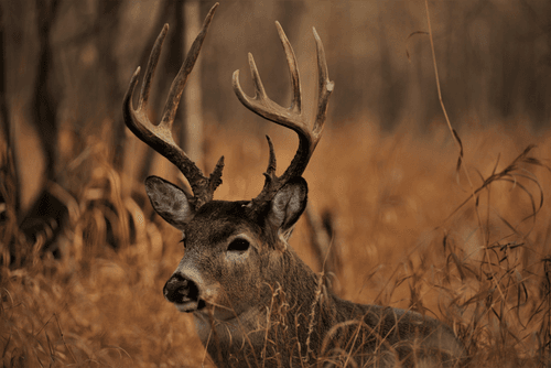 Golden Buck