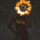 Black sunflower - old