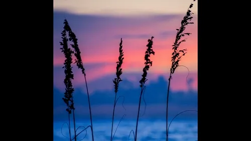 Seaside Silhouettes