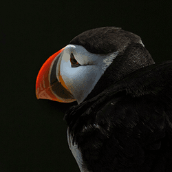 Lundi, the Atlantic puffin collection image