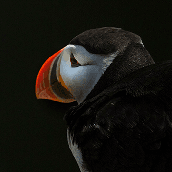 Lundi, the Atlantic puffin