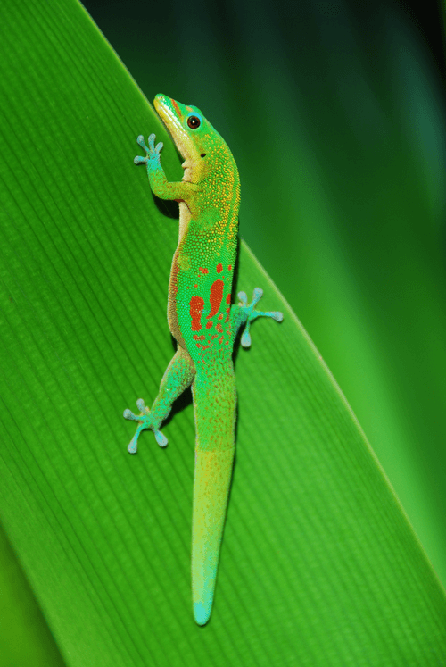 Mo'o Climbing