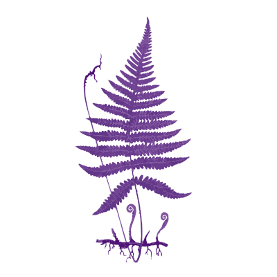 Mystery of the Vampire Fern