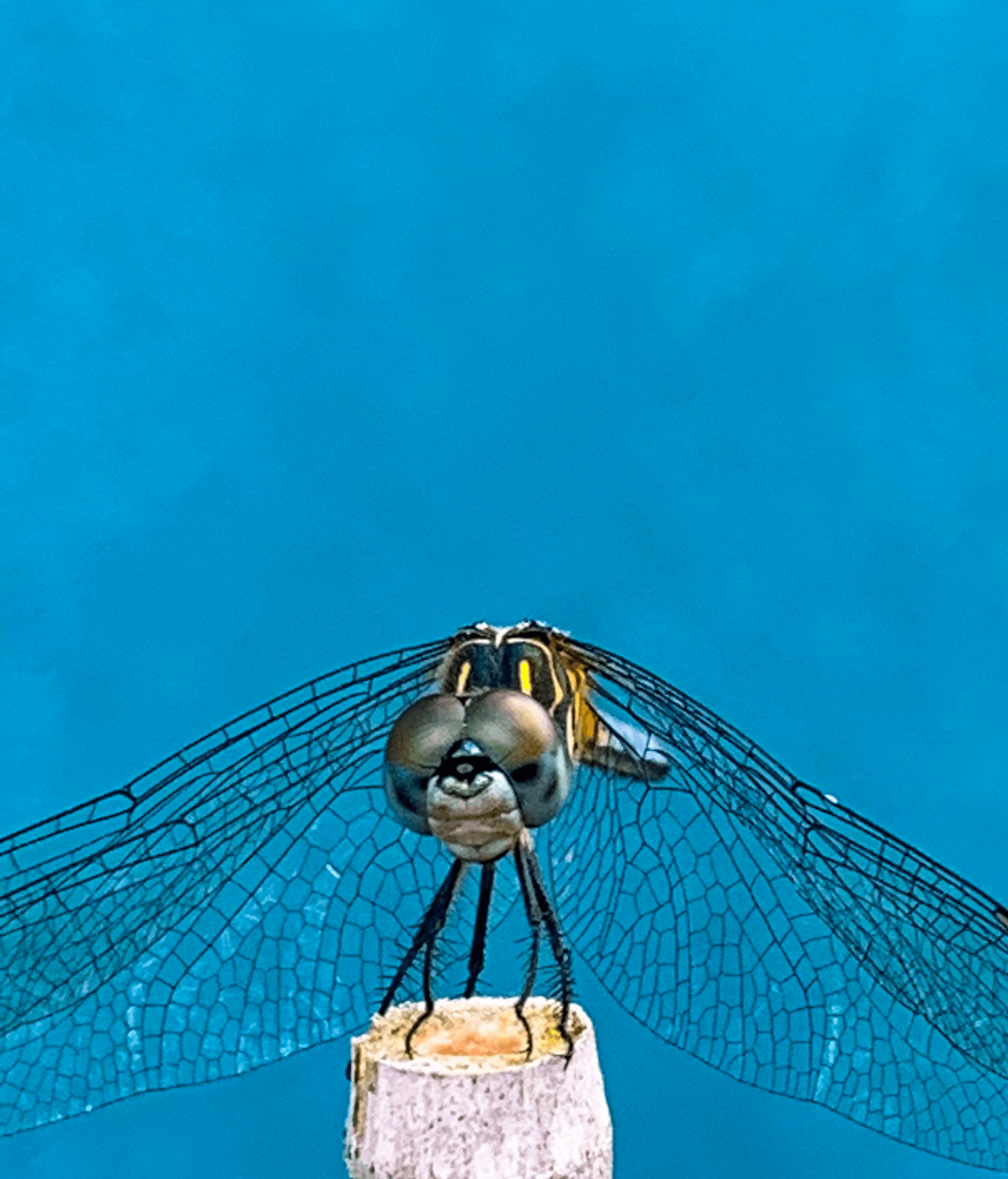 Drangonfly In The Blue