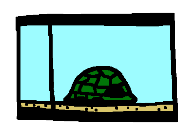 Pet Turtle