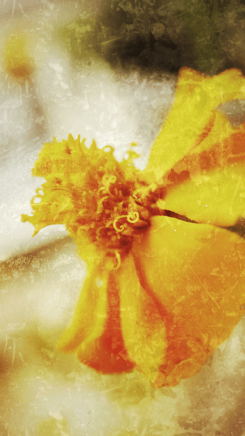 Nice Fleur Tokens (NFTs)