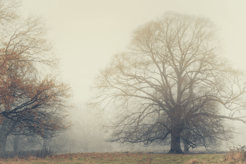 Trees in the Mist