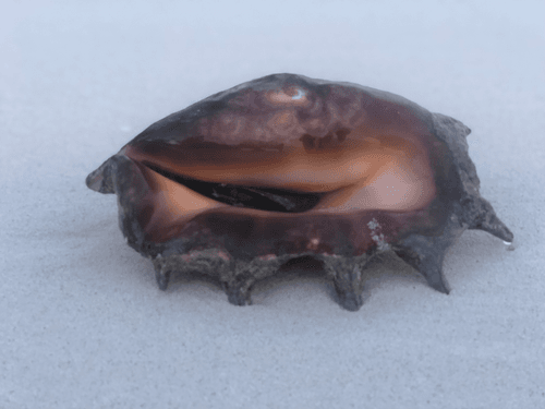 Seafruit