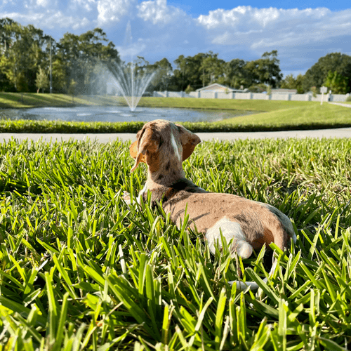 Bean enjoys the view