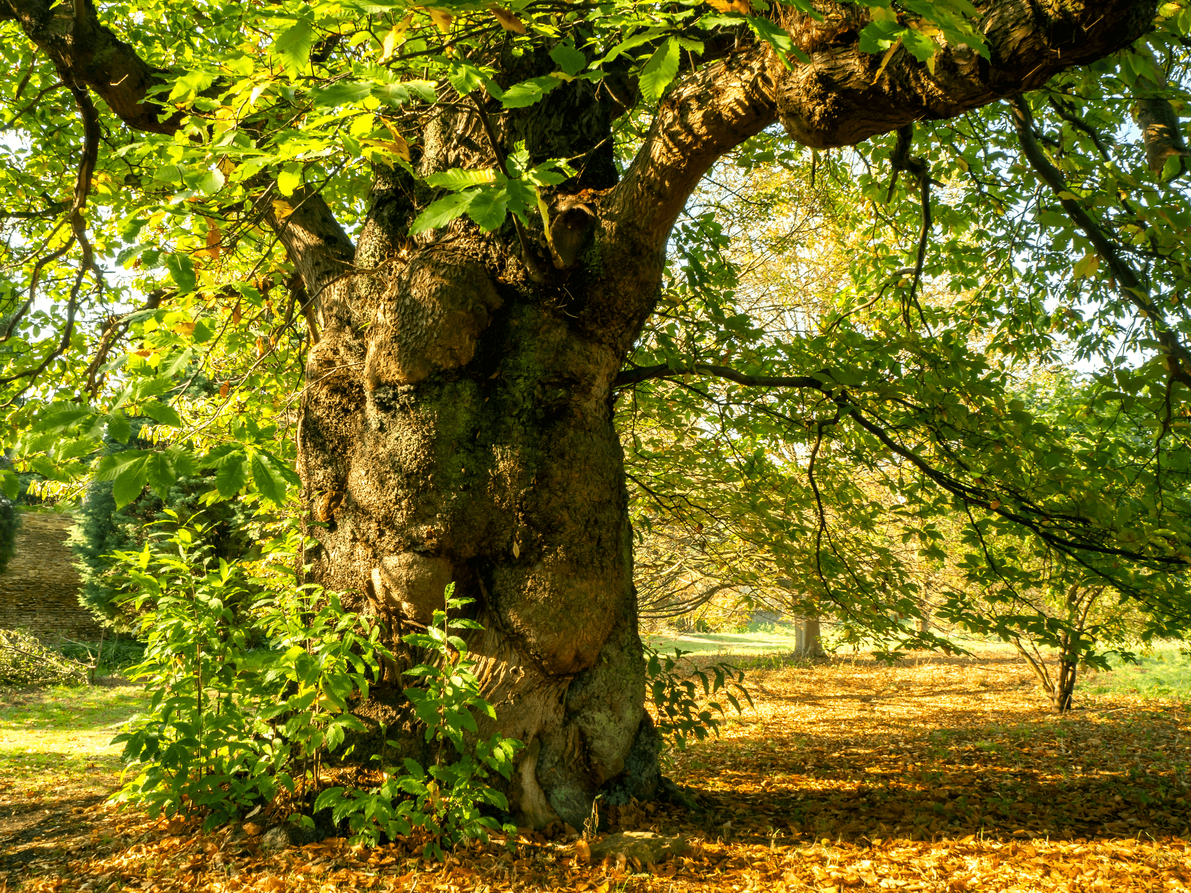 Ancient Chestnut Tree
