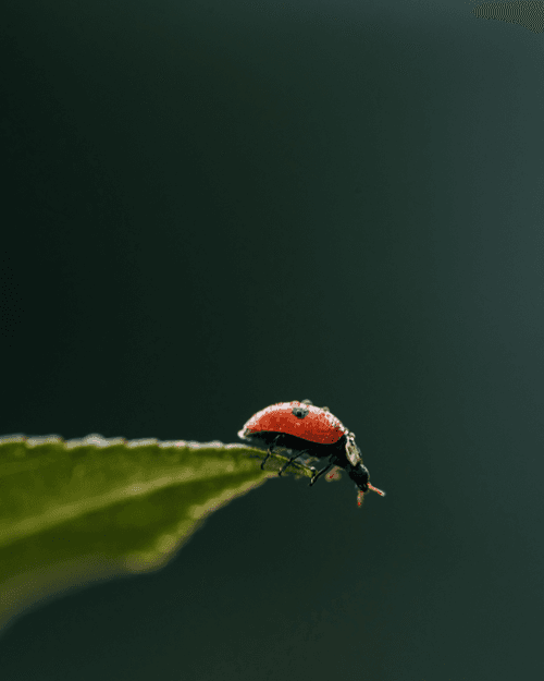 Leap of Faith