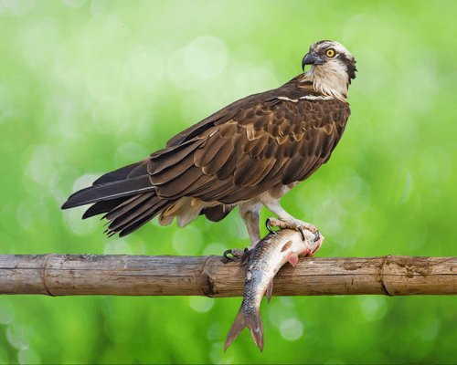   Osprey - The fisherman