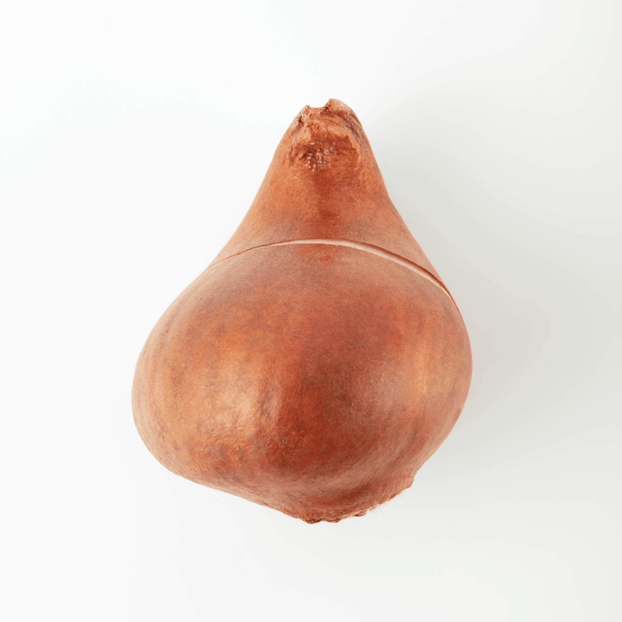 Tulip Bulb 14 Tulips 1637 OpenSea