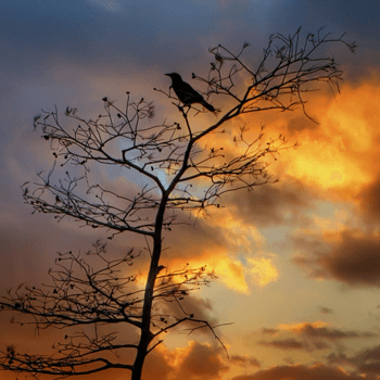 Silence in Silhouette