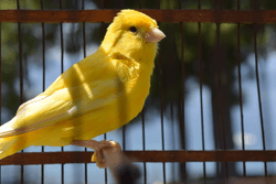 Canary Collection mbirdtraining collection image