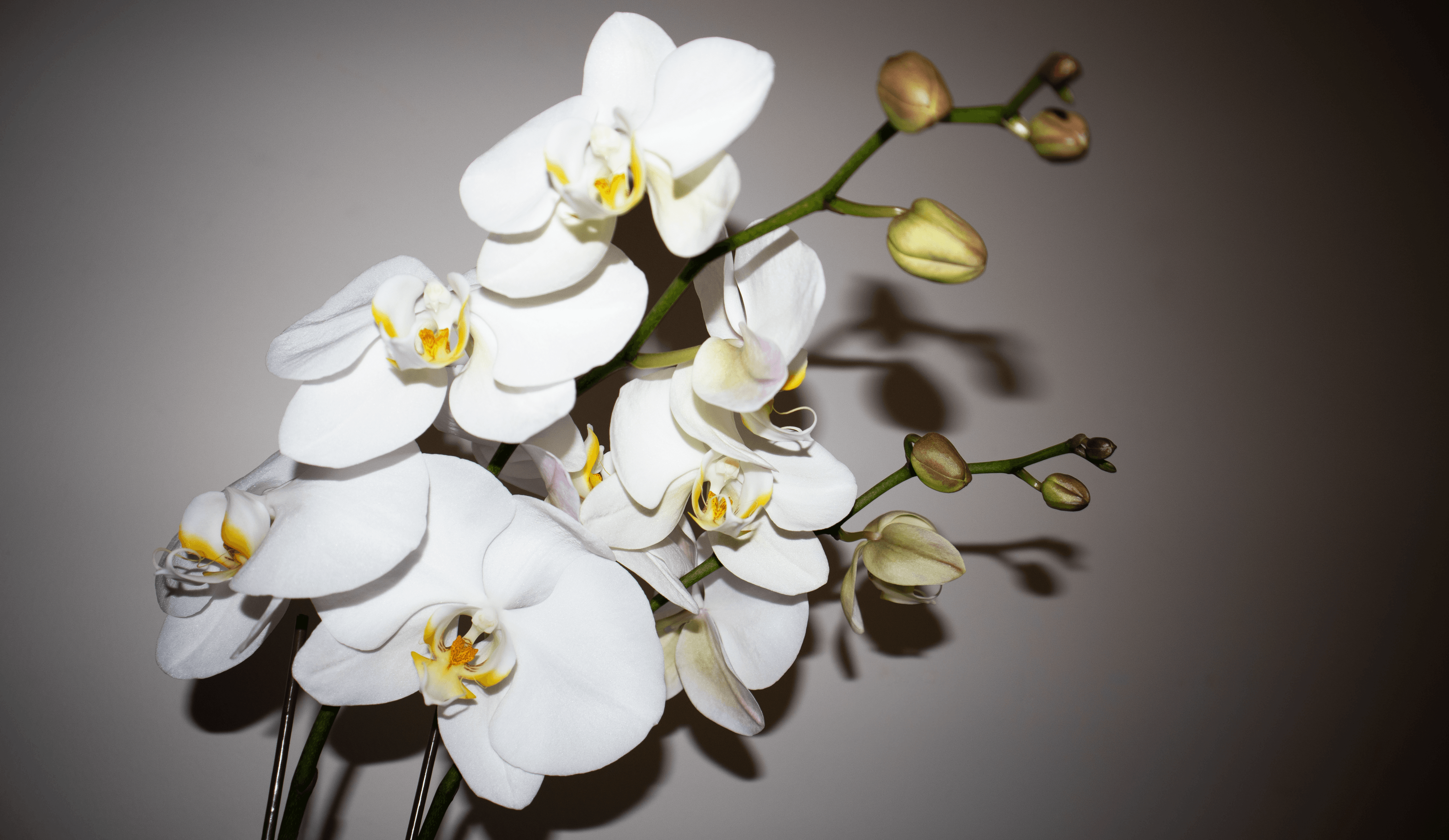 White Orchid Flower Collection 2021-003 MKW