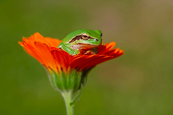 green tree frog 1