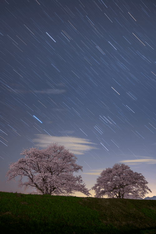 Star Trails over Cherry Blossoms