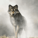 Wolf Art