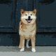 SHIBA INU #X