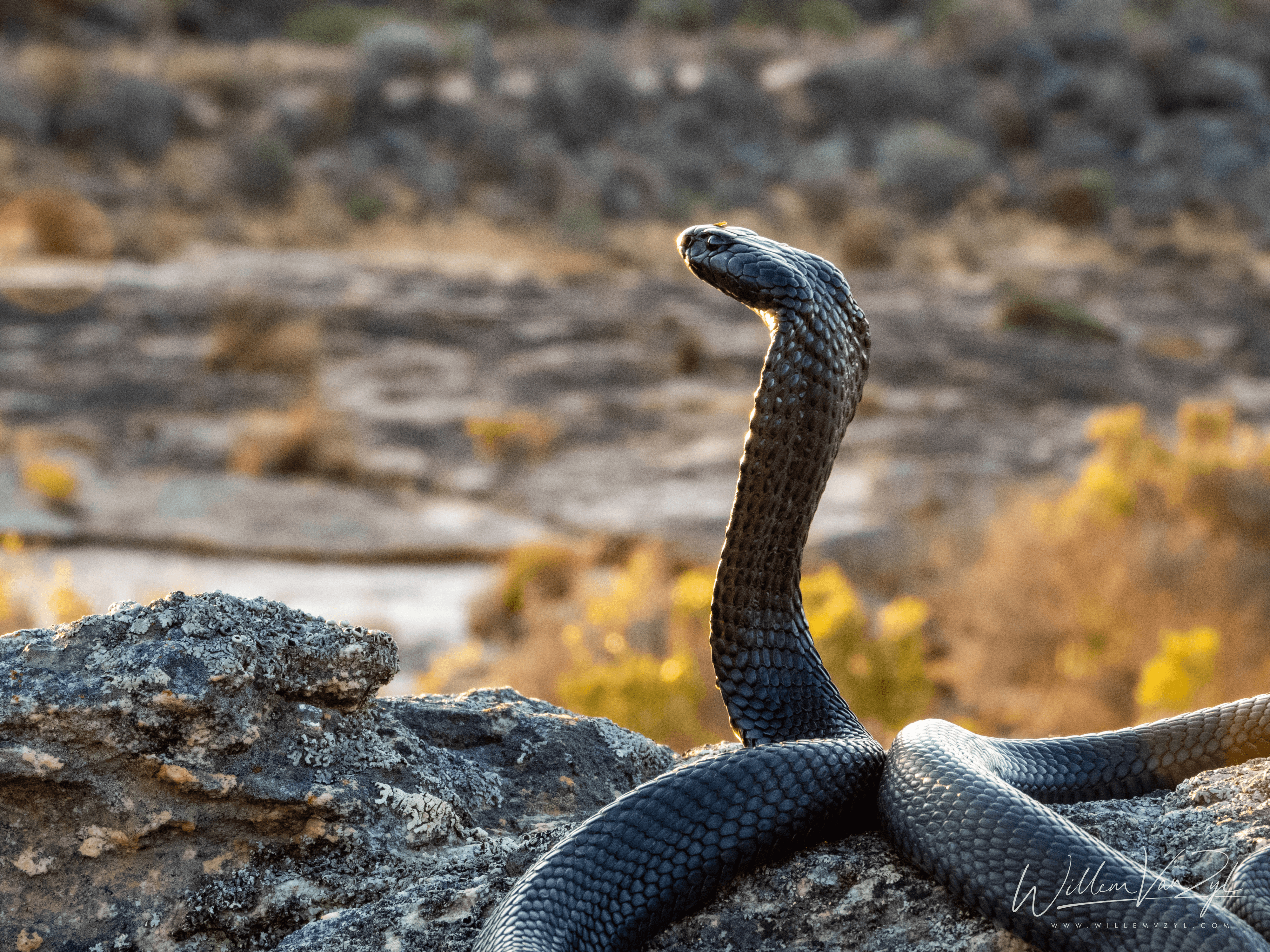 Black Spitting Cobra (Naja nigricincta woodi)