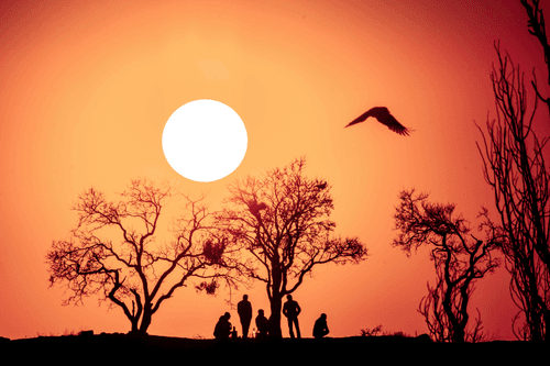 # Bird