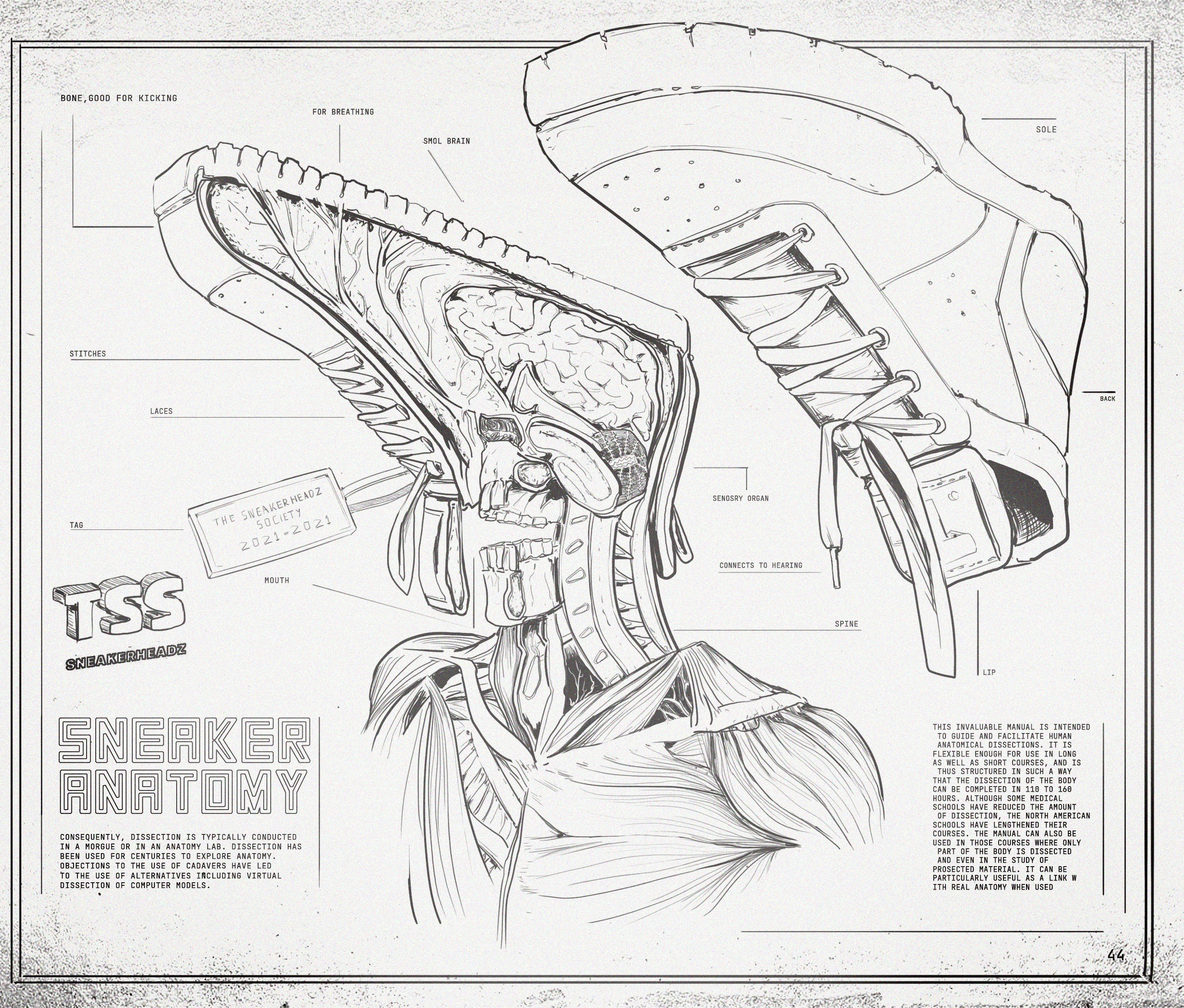 Mr. Sneakerheadz Anatomy