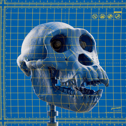 Ape Skull collection image