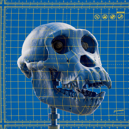 Ape Skull