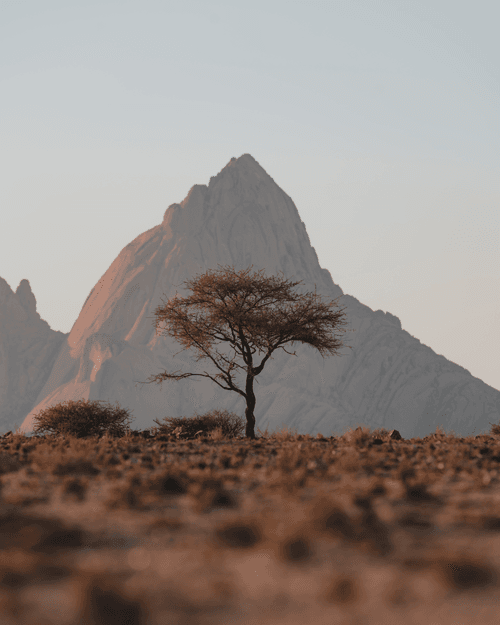 #33. Trees of Spitzkoppe