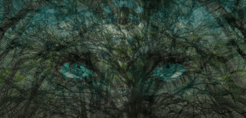 The Shrouded Thicket