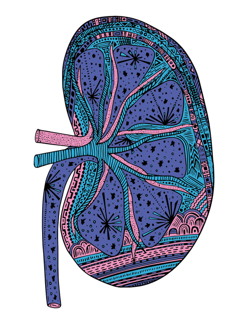 Kidney #77