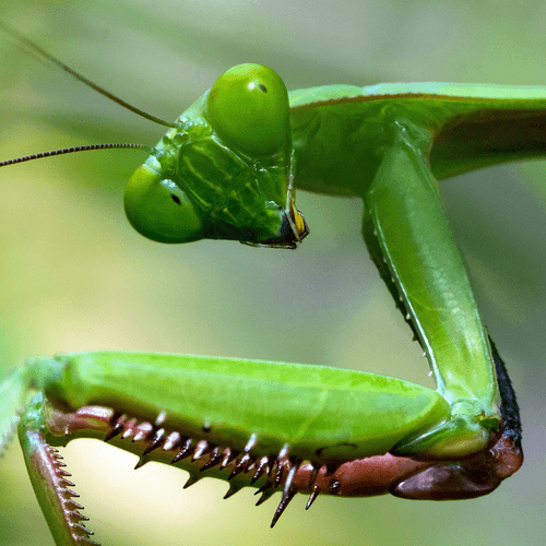 MantisClone