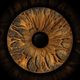 Iris eye