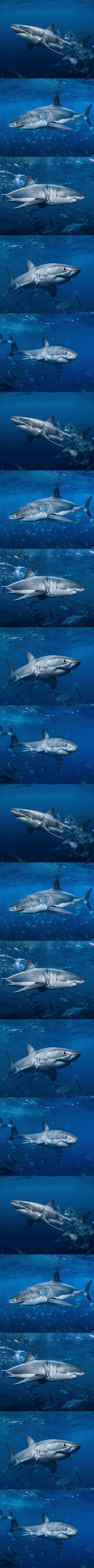 Jawsome - Great White Sharks collection image