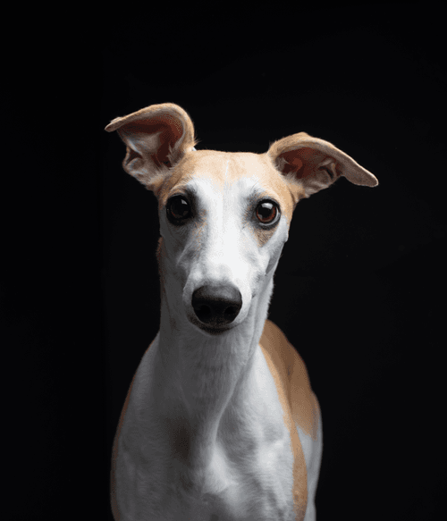 Whippet #DA194