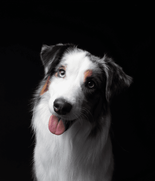 Australian Shepherd #DA202