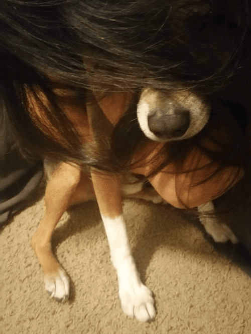 chico: doggy hair