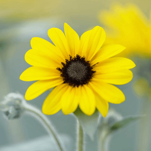 Japanese flowers photograph