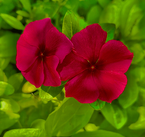 Seed Poem #58: The Periwinkles