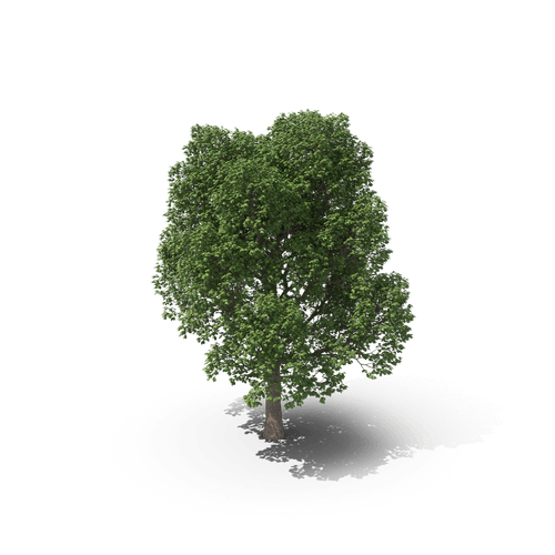 Your Tree #21