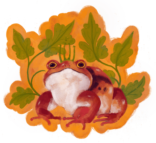 Tomato Frog King