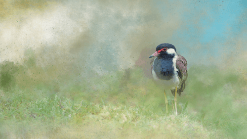 #26 Red Wattled Lapwing