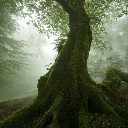 Wandering in the Fog