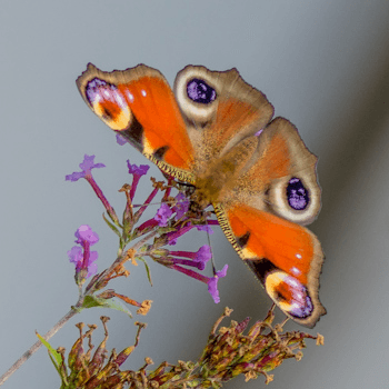 Beauty Flies