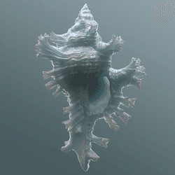 Most rare sea shells collection image