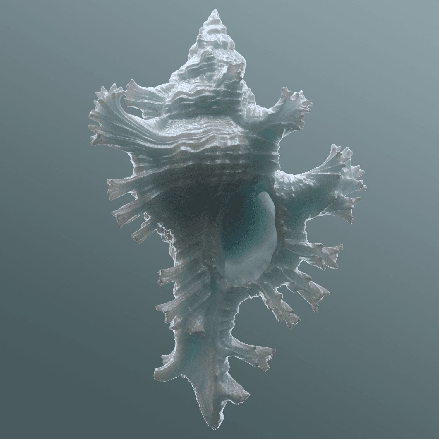 Most rare sea shells
