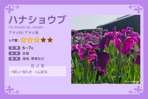 Hanashoubu_Description_JPN