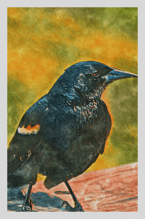 Watercolor - Red Winged Blackbird 2