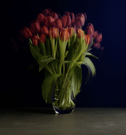 STILL LIFE 2.0 collection image